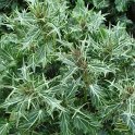 Eryngium variiflorum